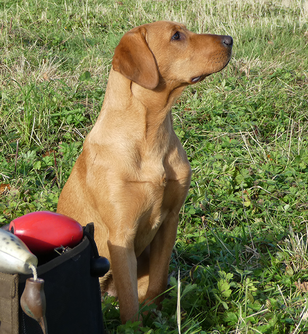 Residential training for dogs and gundogs